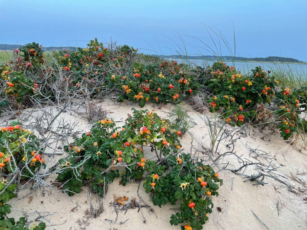 Low rose hip bushes on sandy rise bordering Wellfleet harbor